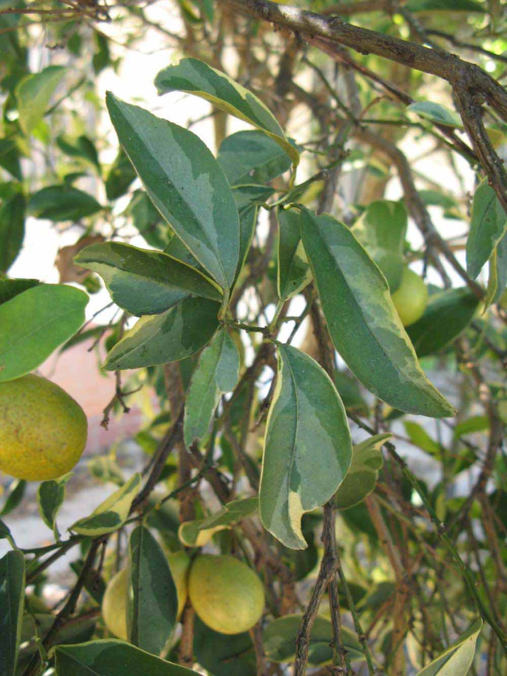            Shade leaves (Winter Haven, FL)   